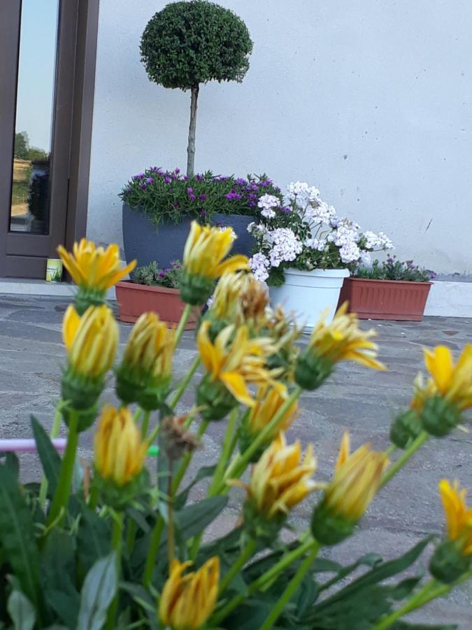 Il Faggio 17 B&B 阿尔泰纳 外观 照片
